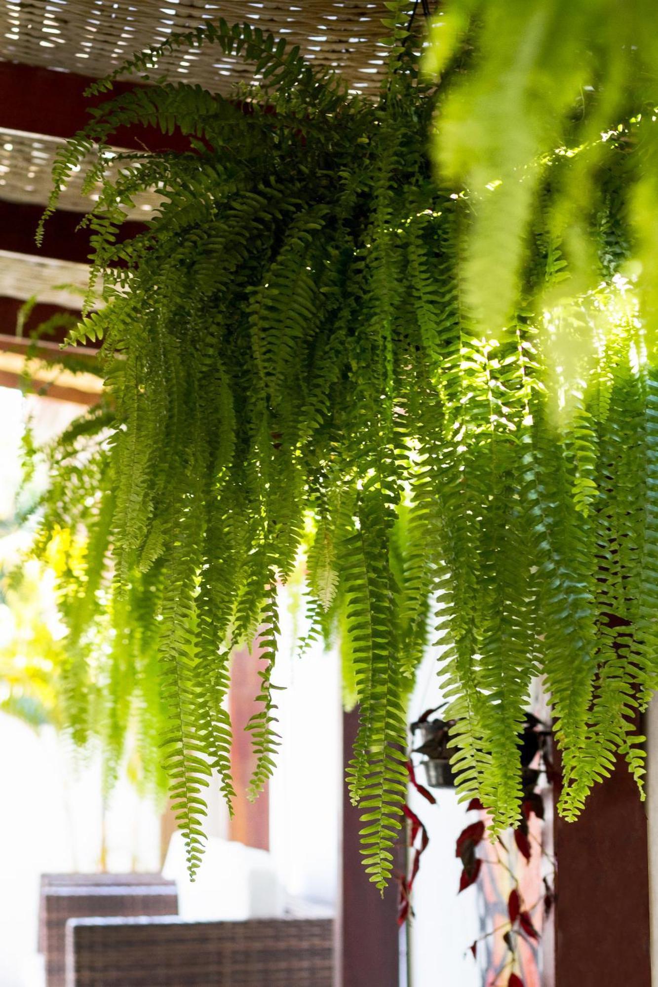 Pousada Recanto Do Jabaquara Paraty Exterior photo